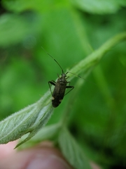Closterotomus fulvomaculatus