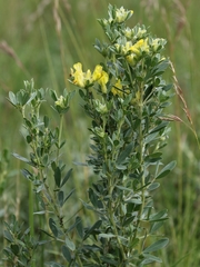 Chamaecytisus austriacus