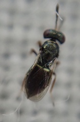 Chalcidoidea