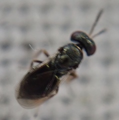 Chalcidoidea