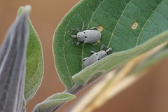 Trichobaris compacta