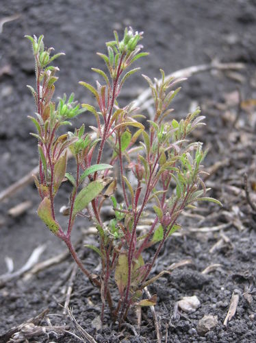 small phacelia (Phacelia minutissima)