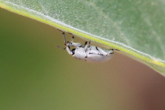 Trichobaris compacta