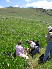 Phacelia minutissima