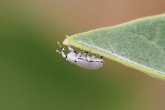 Trichobaris compacta