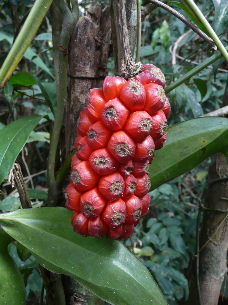Cercestis afzelii