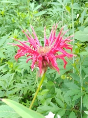 Monarda didyma