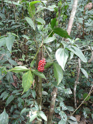 Photos of Culcasia rotundifolia · iNaturalist
