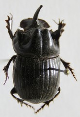 Copris lugubris