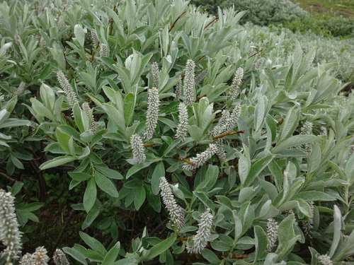 Image of Salix helvetica by (c) Christian Berg, some rights reserved (CC BY)