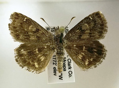 Hesperopsis gracielae