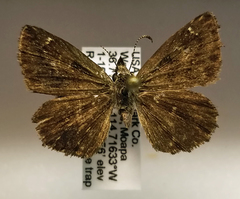 Hesperopsis gracielae