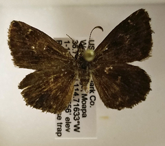 Hesperopsis gracielae