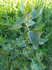 Atriplex sagittata