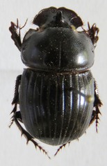 Copris lugubris