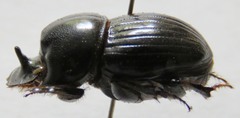 Copris lugubris