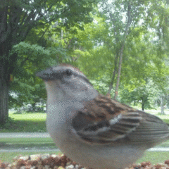 Spizella passerina passerina