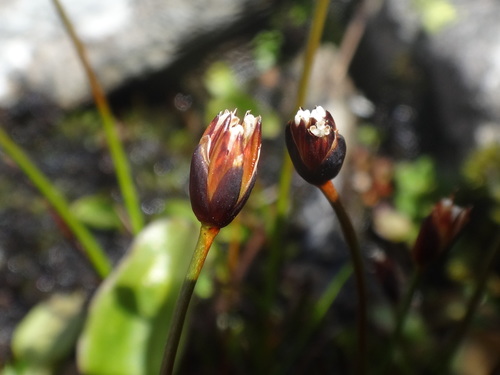 Image of Juncus triglumis by (c) Christian Berg, some rights reserved (CC BY)