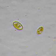 Cocconeis placentula