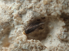 Cephimallota crassiflavella