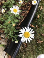 Leucanthemum vulgare