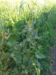 Atriplex sagittata
