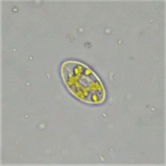 Cocconeis placentula