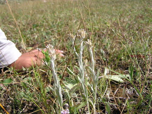 box pussytoes (Antennaria arcuata)