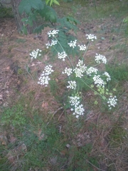 Pimpinella saxifraga