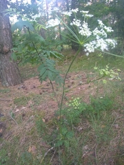 Pimpinella saxifraga