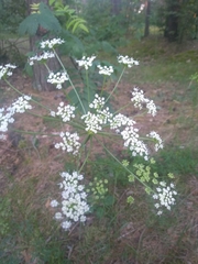 Pimpinella saxifraga