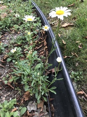 Leucanthemum vulgare