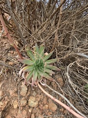 Dudleya ingens
