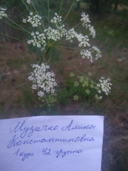 Pimpinella saxifraga