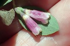 Symphoricarpos rotundifolius parishii