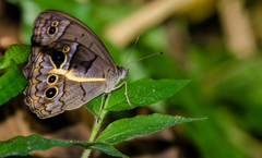 Posttaygetis penelea