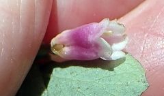 Symphoricarpos rotundifolius parishii