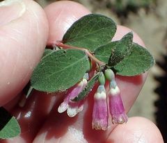 Symphoricarpos rotundifolius parishii