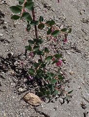 Symphoricarpos rotundifolius parishii