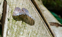 Hamadryas fornax