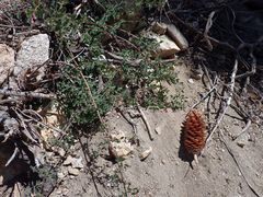 Symphoricarpos rotundifolius parishii