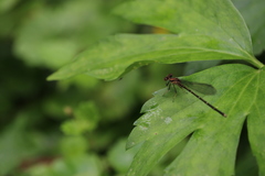 Argia tibialis