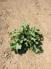 Crambe koktebelica