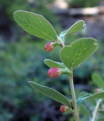 Symphoricarpos rotundifolius parishii