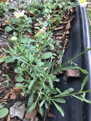 Leucanthemum vulgare
