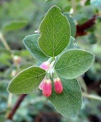 Symphoricarpos rotundifolius parishii