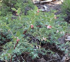 Symphoricarpos rotundifolius parishii
