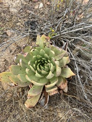 Dudleya ingens