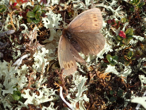 Four-dotted Alpine