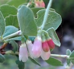 Symphoricarpos rotundifolius parishii